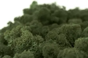 Islandmoos dunkelgrün Moos 4 KG