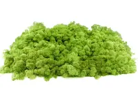 Islandmoos hellgrün Moos 40 g
