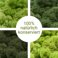 Islandmoos hellgrün Moos 500 g