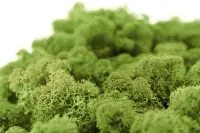 Islandmoos hellgrün Moos 1 KG