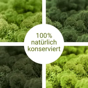 Islandmoos hellgrün Moos 2 KG