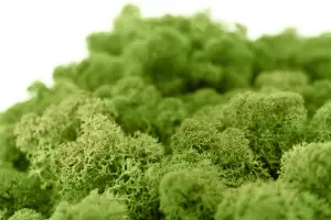 Islandmoos waldgrün Moos 40 g