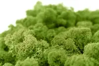 Islandmoos waldgrün Moos 40 g