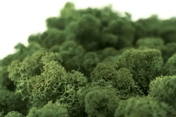 Islandmoos laubgrün Moos 40 g