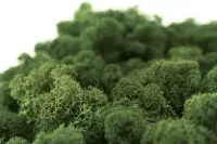 Islandmoos laubgrün Moos 40 g