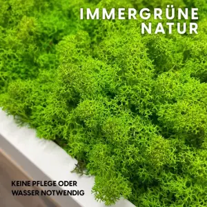 Moosbild mit natürlischem Islandmoos hellgrün im weißen Rahmen 26cm x 26cm