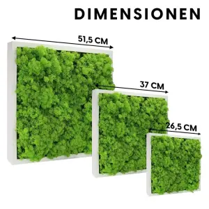 Moosbild mit natürlischem Islandmoos hellgrün im weißen Rahmen 51cm x 51cm