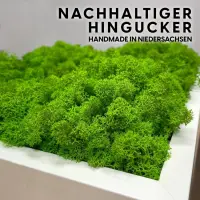 Moosbild mit natürlischem Islandmoos hellgrün im weißen Rahmen 51cm x 51cm