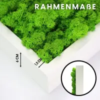 Moosbild mit natürlischem Islandmoos hellgrün im weißen Rahmen 51cm x 51cm